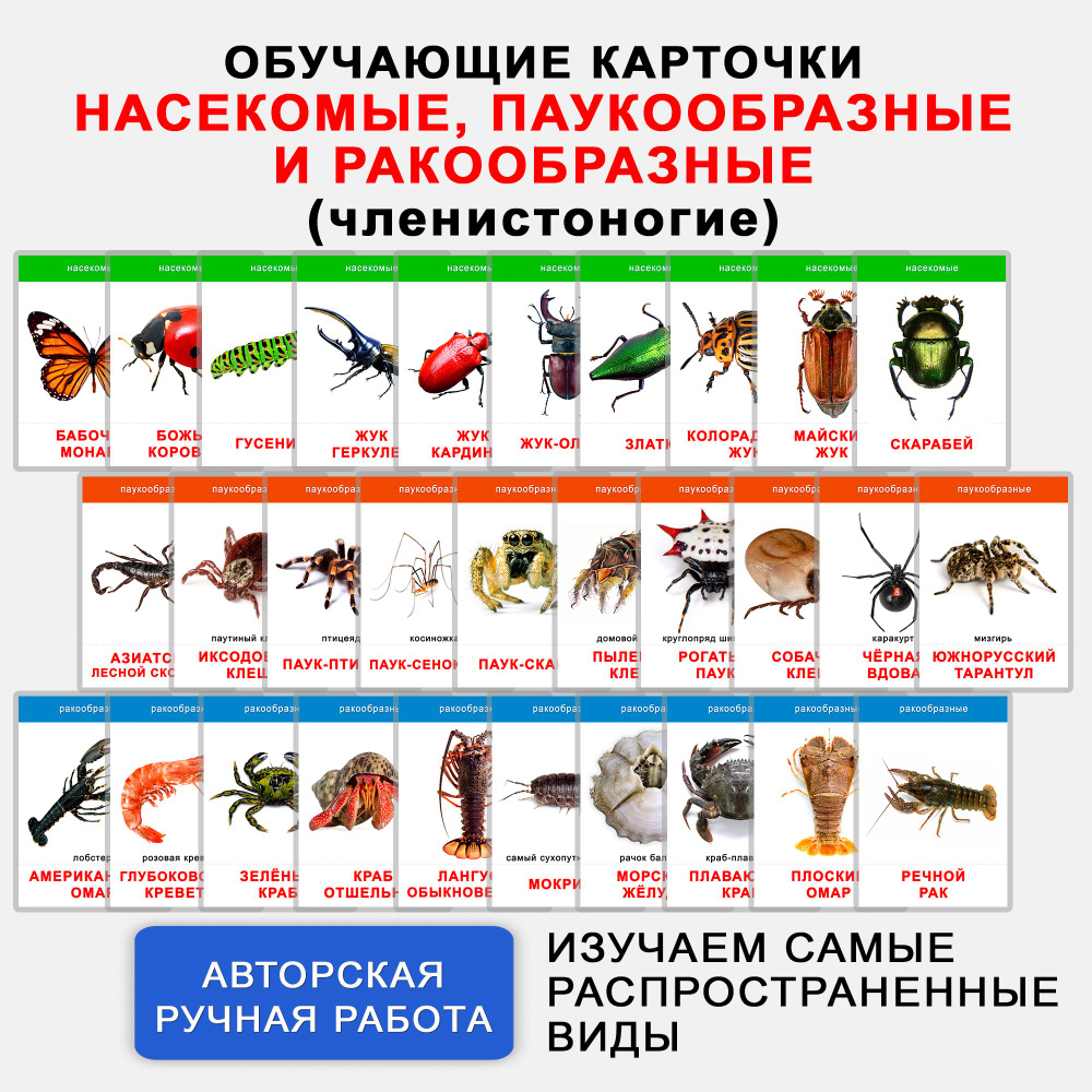 Обучающие карточки "Членистоногие: насекомые, ракообразные и паукообразные" (91 шт.)  #1