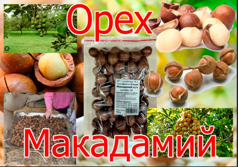 Макадамия орех в скорлупе(урожай 2023)1кг, колибр 5А #1