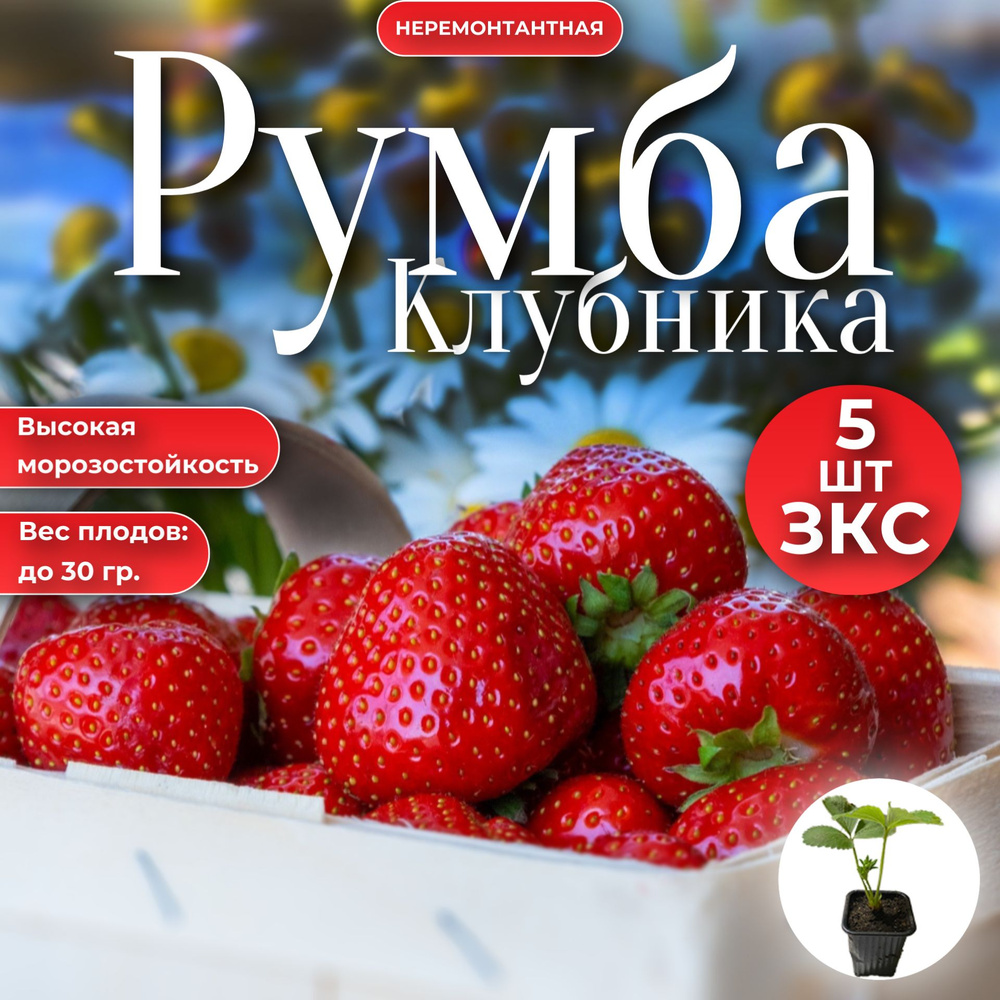 Саженец Клубники Румба, 5шт ЗКС #1