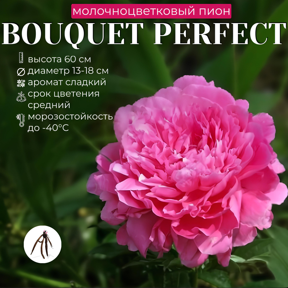 Саженец пиона Bouquet Perfect #1