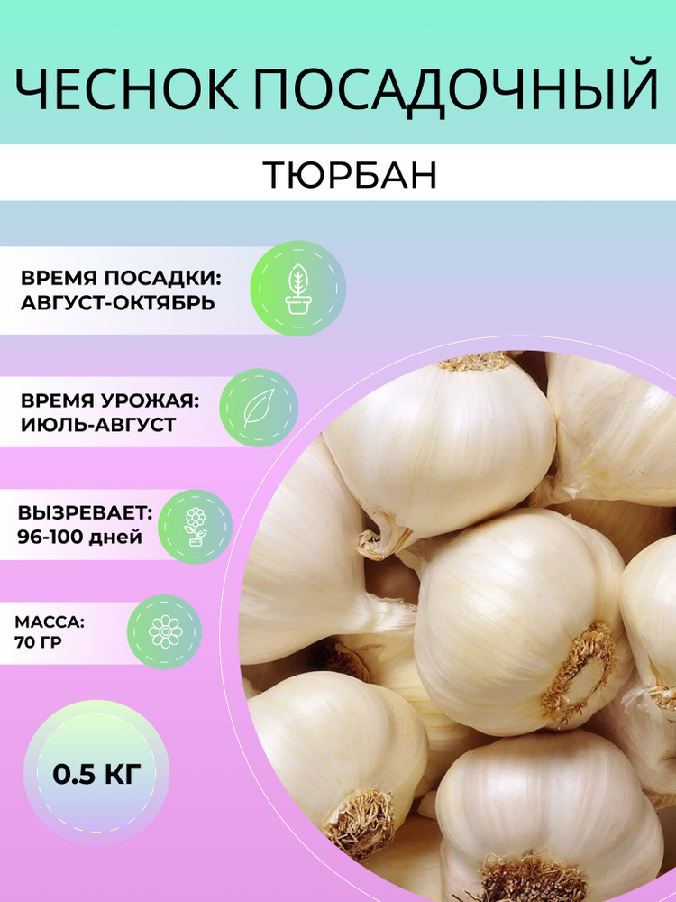 Чеснок Тюрбан посадочный озимый 0.5 кг #1