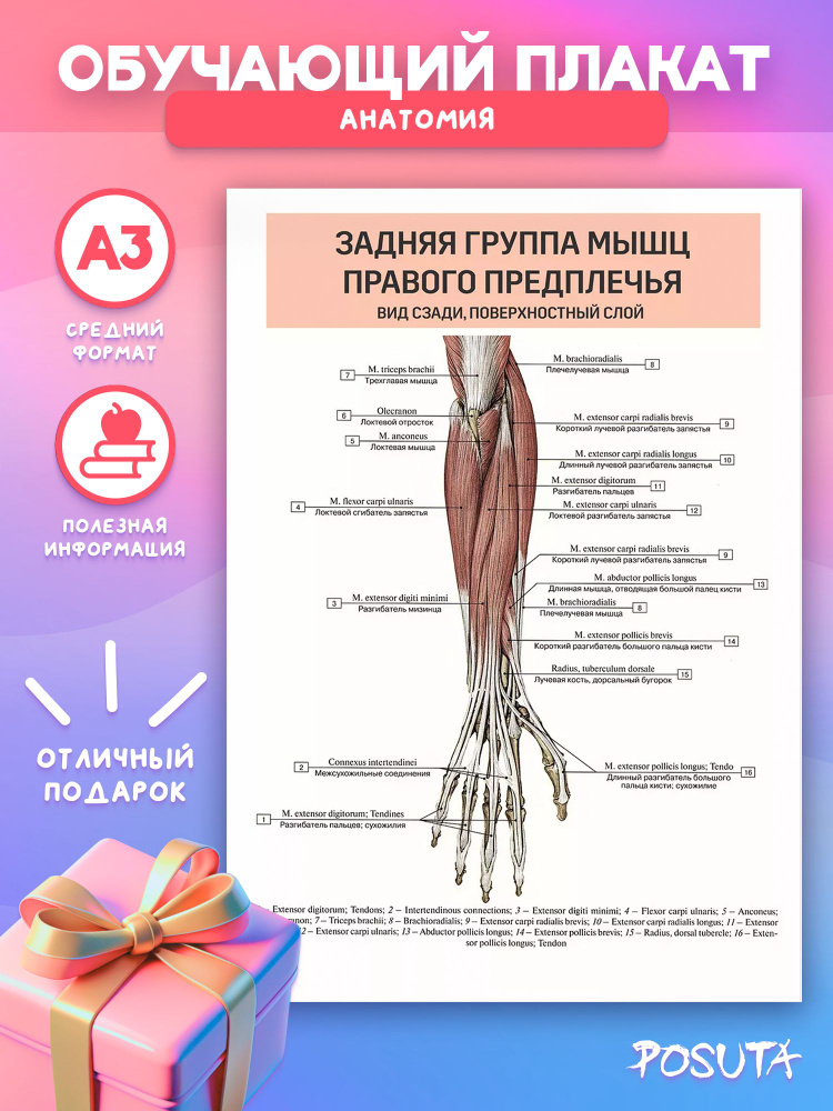 Постер анатомия мышцы человека #1