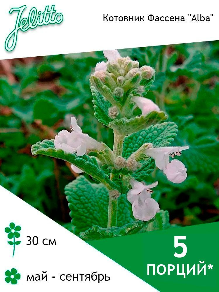 Семена Jelitto Котовник Фассена "Alba" (NEPETA racemosa "Alba") 5 порций #1