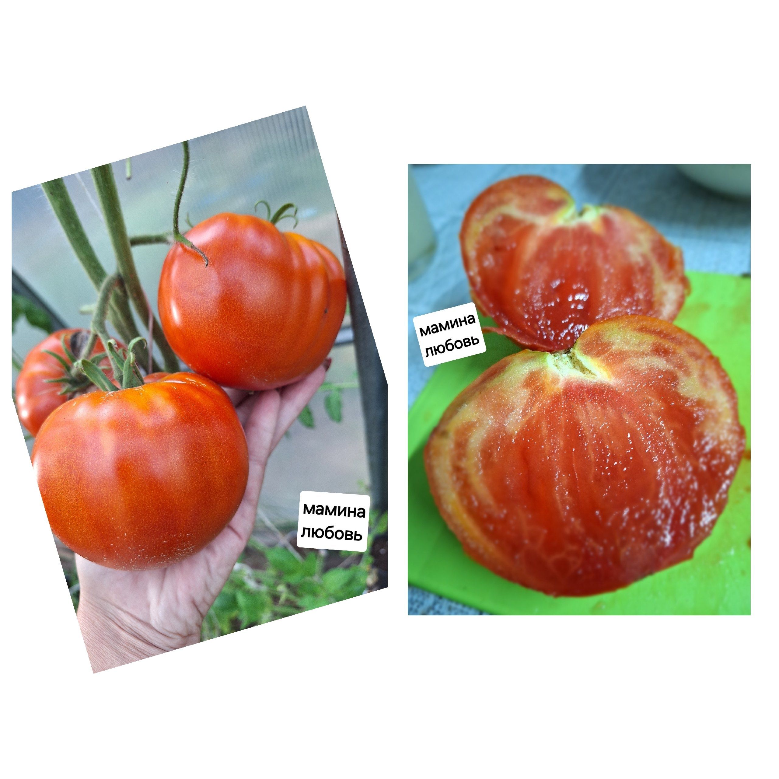 Семенатомата"Маминалюбовь"