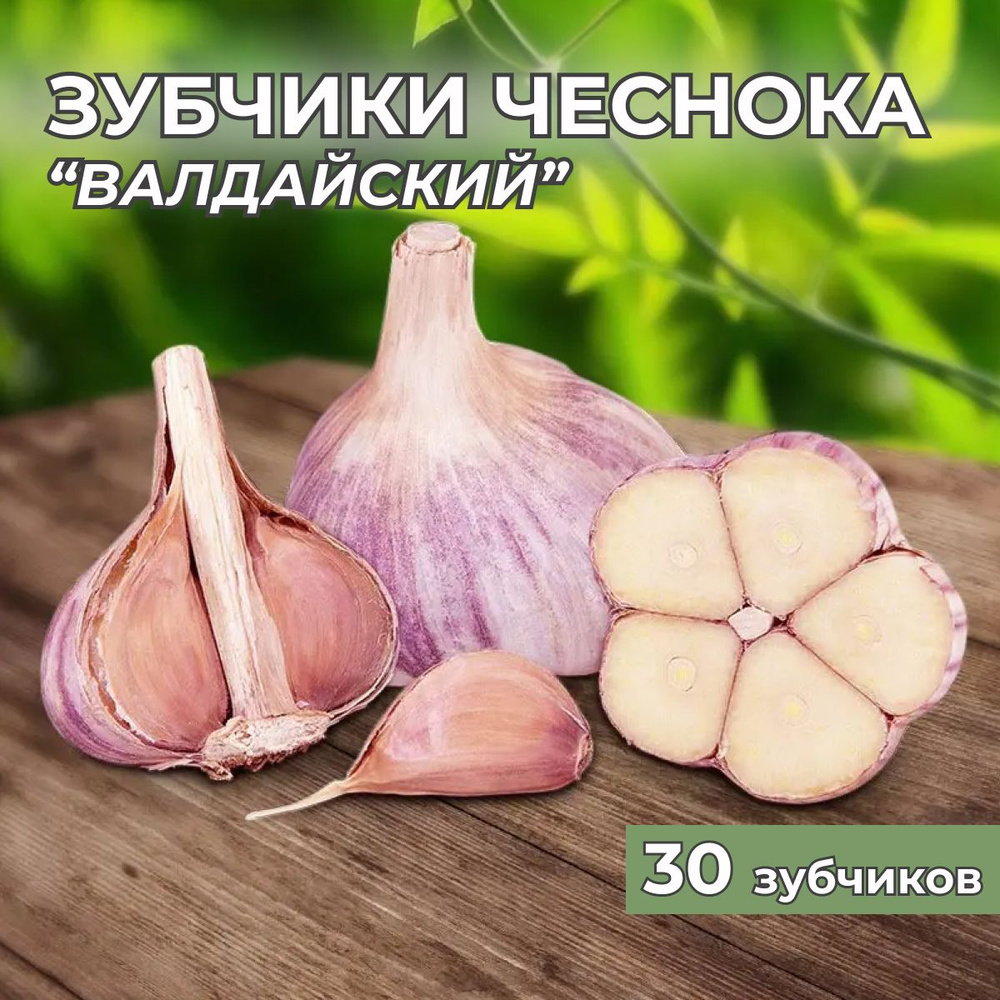 Зубчики чеснока на посадку "Валдайский" 30шт #1