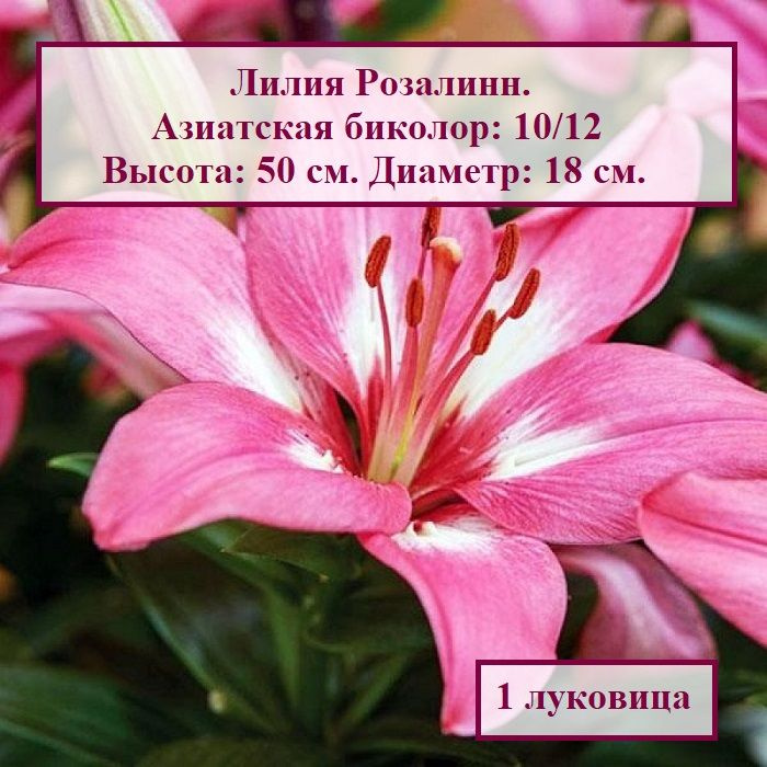 Лилия азиатская биколор Розалинн (1 луковица) #1