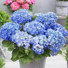 Гортензия крупнолистная Голубое Небо - Hydrangea macrophylla Blue sky (саженец ЗКС - контейнер 0,5 л) #1