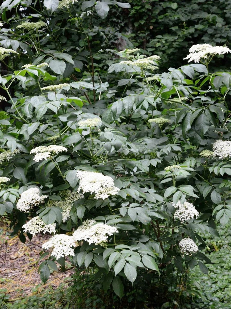 Семена Бузина канадская (Sambucus canadensis), 15 штук #1