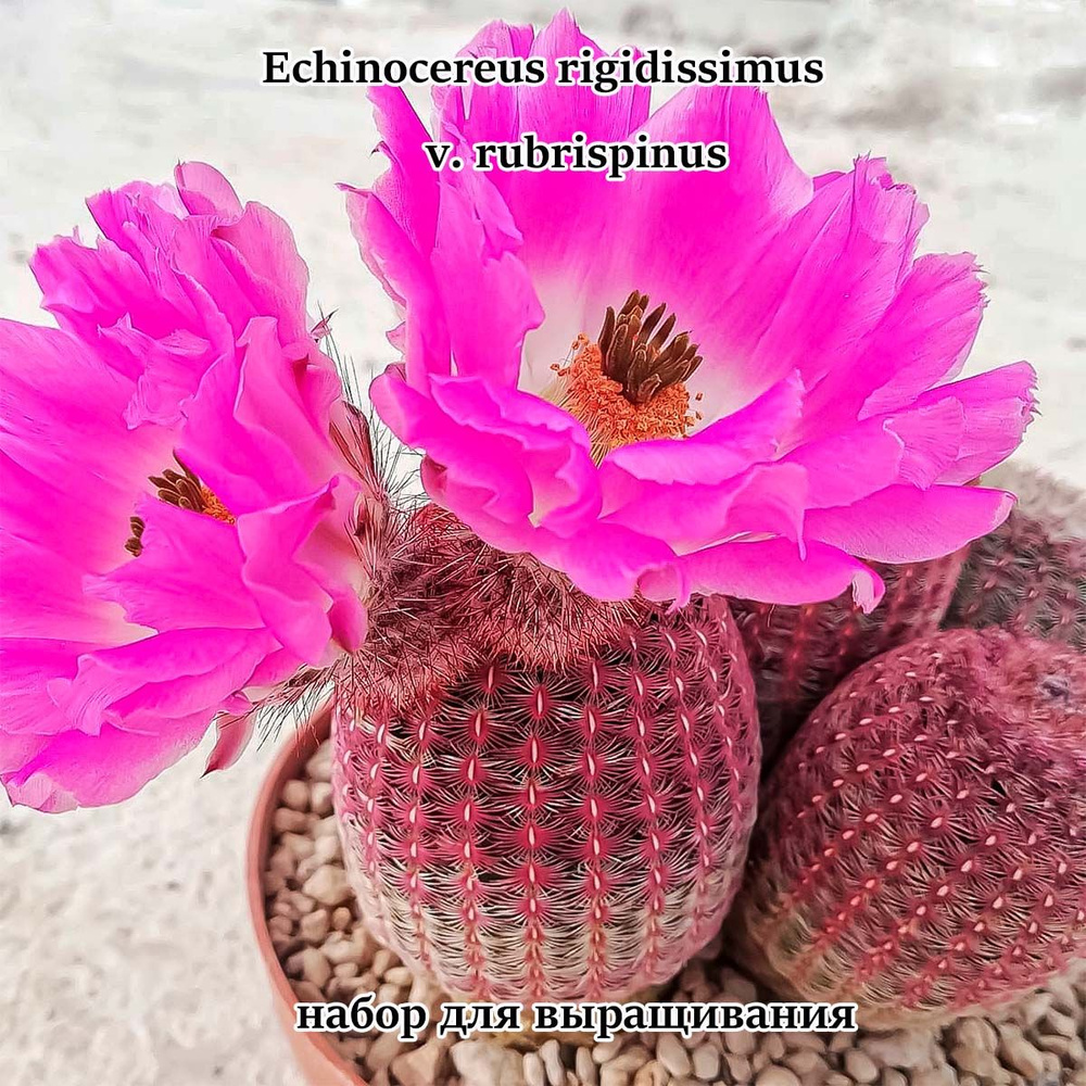 Кактус Echinocereus Rigidissimus Rubispinus набор для выращивания (семена, грунт, горшочек, инструкция #1