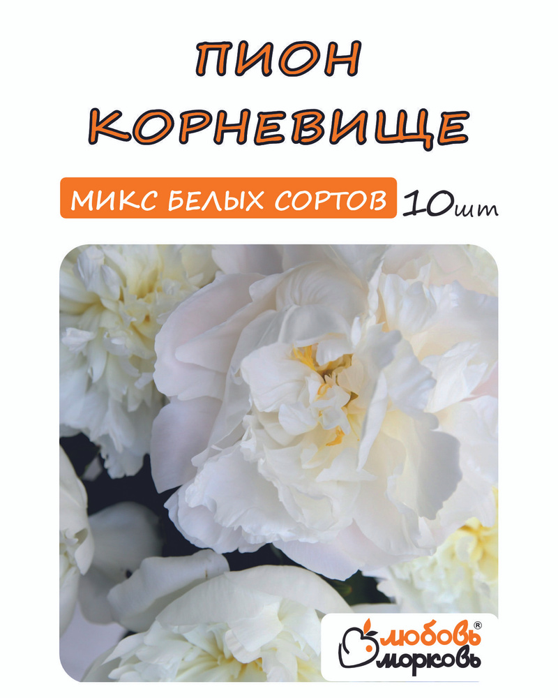 Пион Корневище, Микс белых сортов, 10шт #1