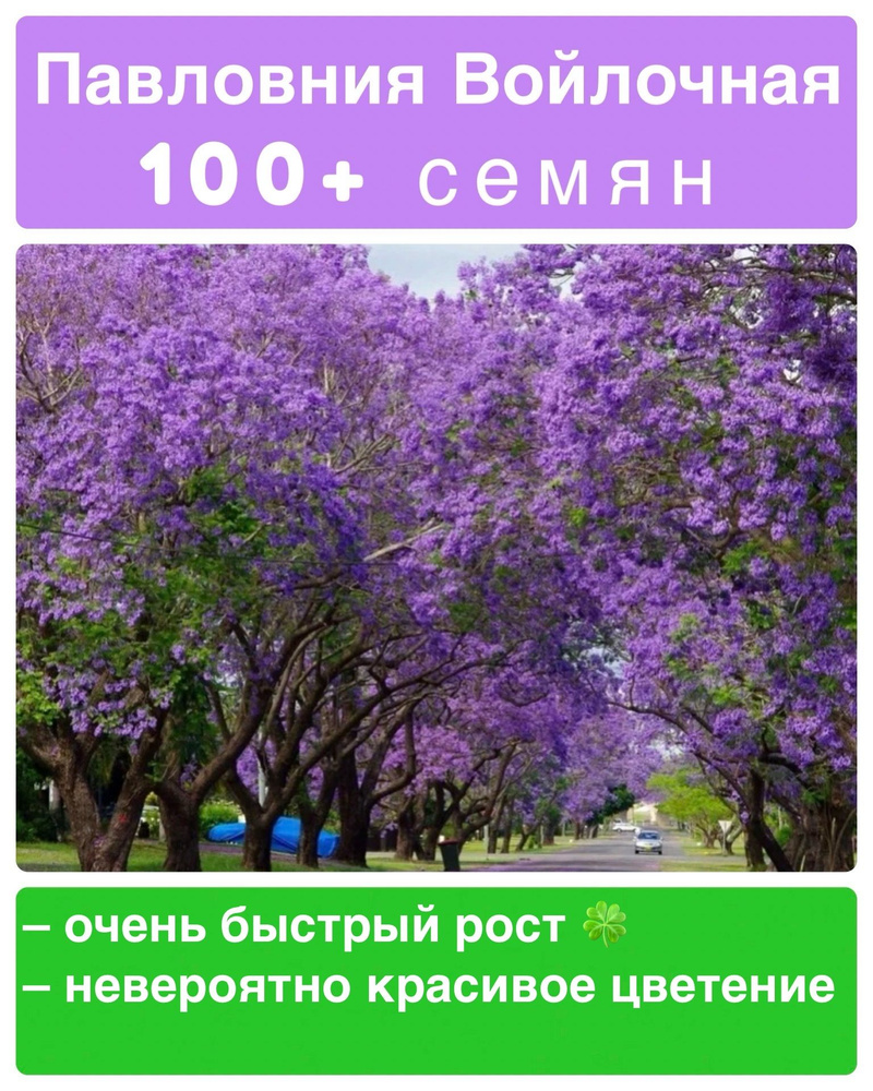 Семена павловния Войлочная 100 семян + подарок #1