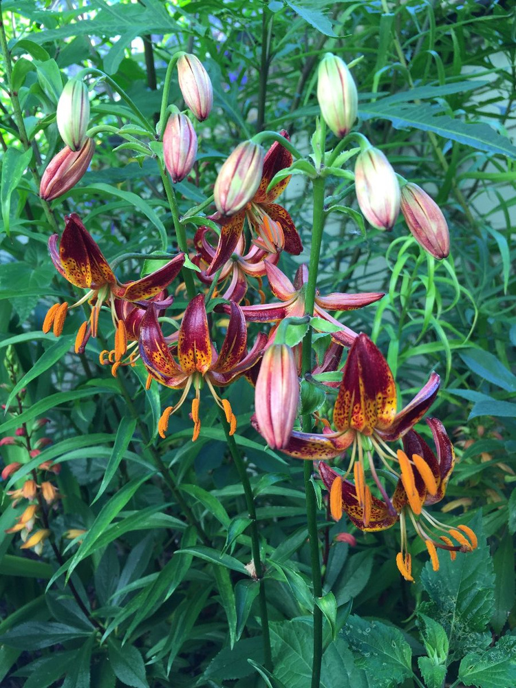 Семена Лилия Мартагон микс (Lilium martagon), 20 штук #1