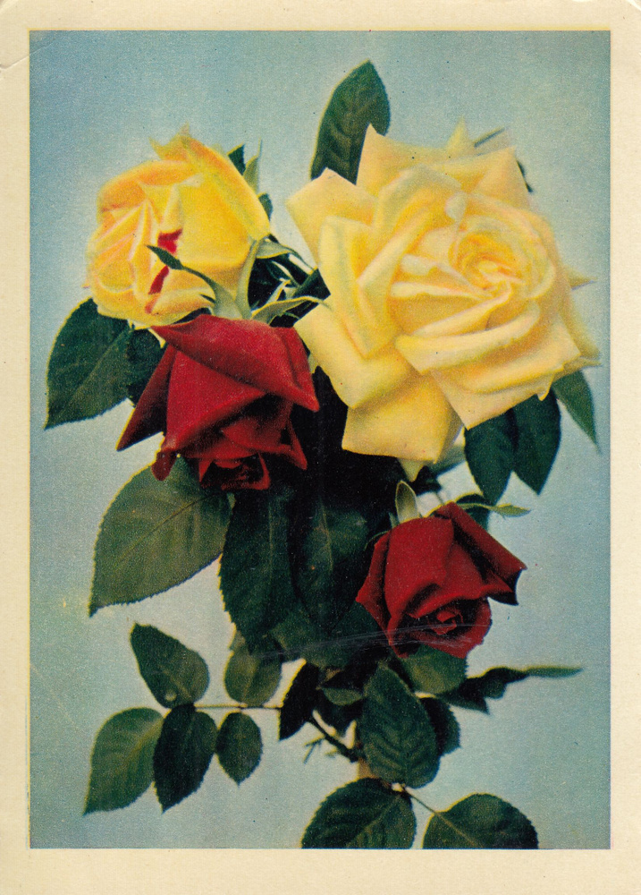 Коллекционная почтовая открытка СССР Розы И. Шагина 1965 год  #1