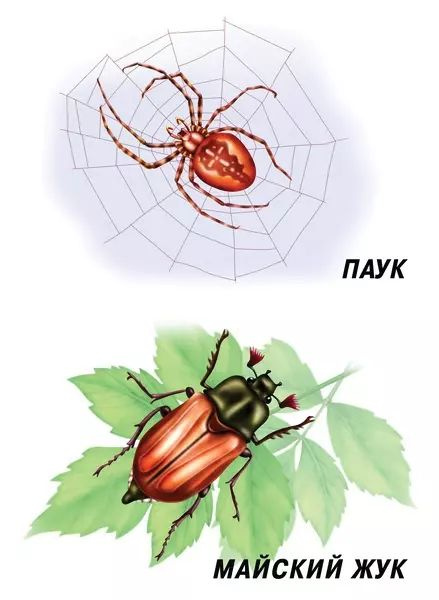 Насекомые. Демонстрационный материал для занятий в группах детских садов и индивидуально  #1