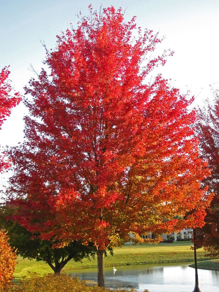 Семена Клён сахаристый серебристый (Acer saccharinum), 10 штук #1