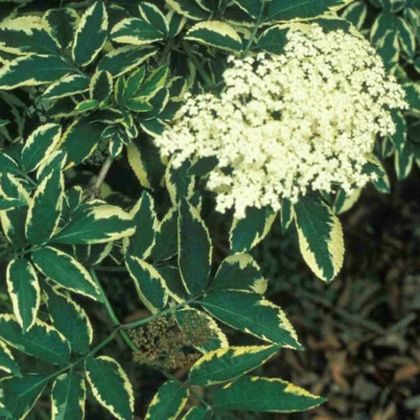 Семена Бузина Вариегата черная (Sambucus nigra Variegata), 10 штук #1