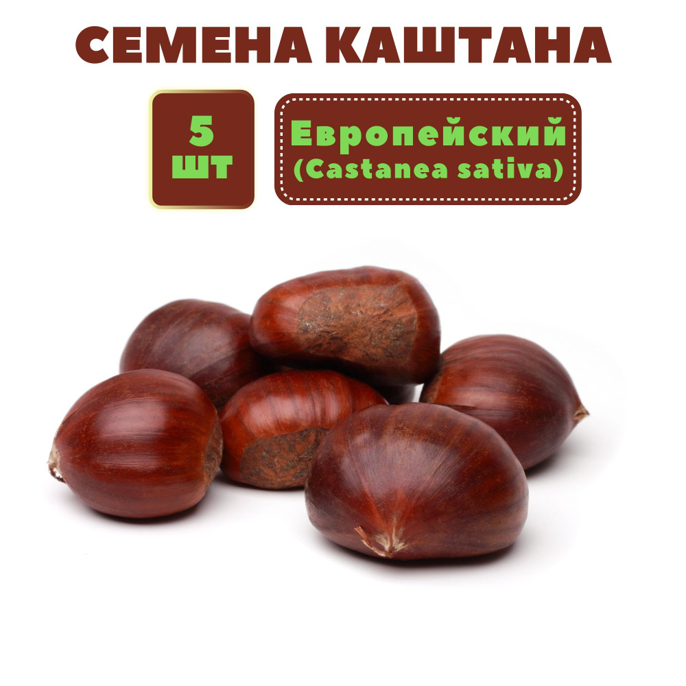 Каштан Европейский (лат. Castanea sativa) - семена 5 шт. для посадки осенью  #1