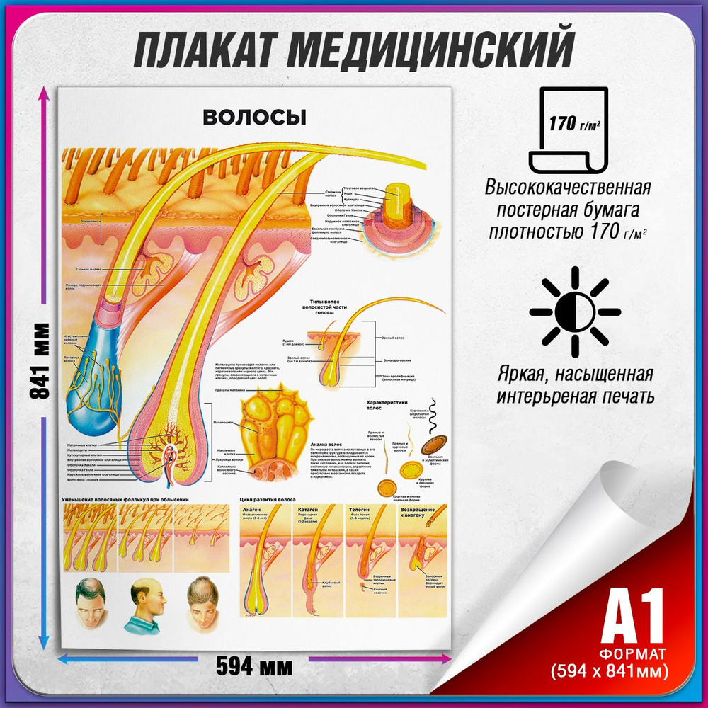 Информационный медицинский плакат "Волосы человека" / А-1 (60x84 см.)  #1