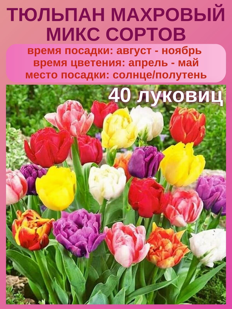 Тюльпан Микс сортов, многолетние цветы, 40 штук #1