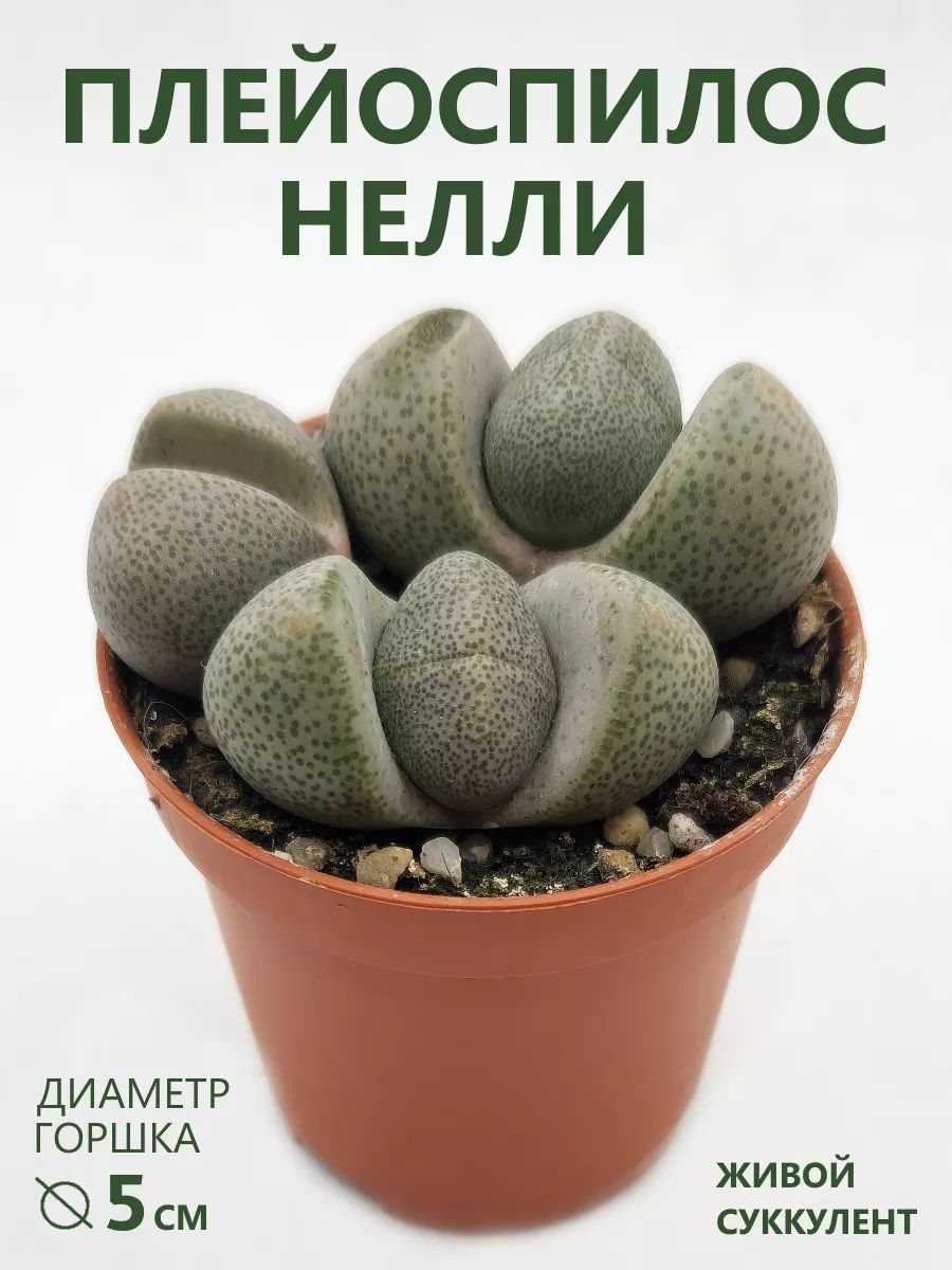 ПлейоспилосНеллиЛитопссуккулентживой,D-5см