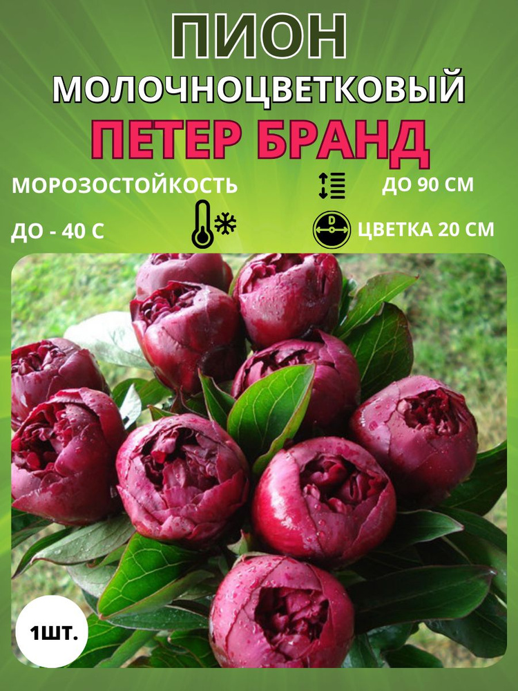 Russian Garden Клубни,0.4кг #1