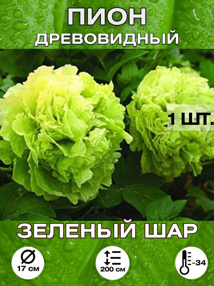 Magic Blooming Garden Семена ,1шт #1