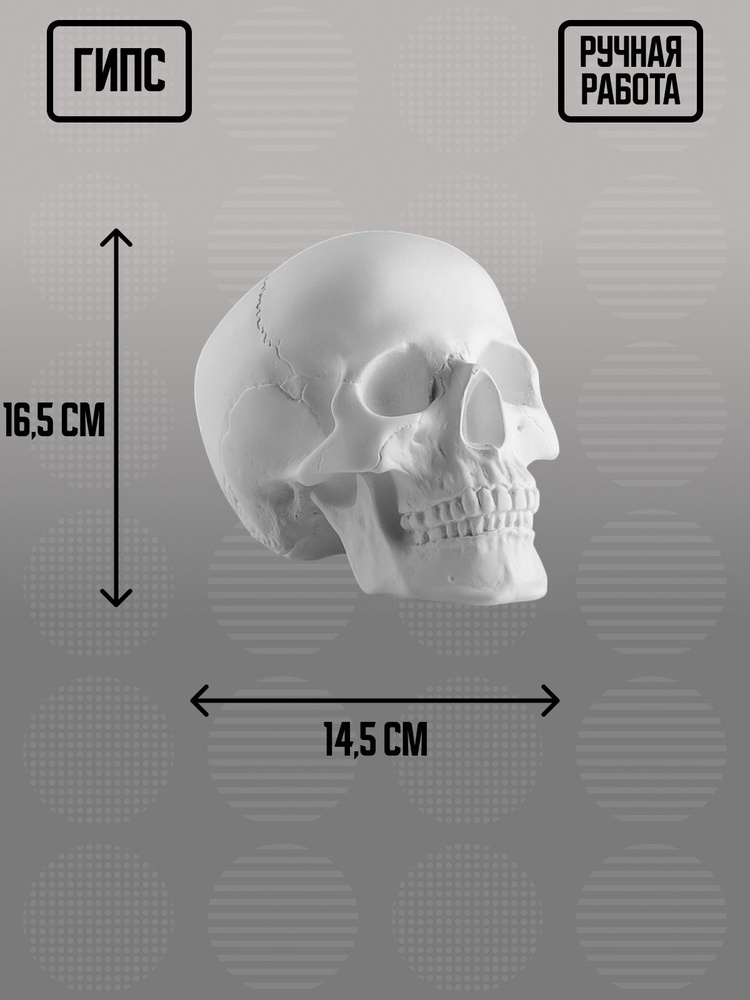 Гипсовый череп анатомический 15х22х17 см #1