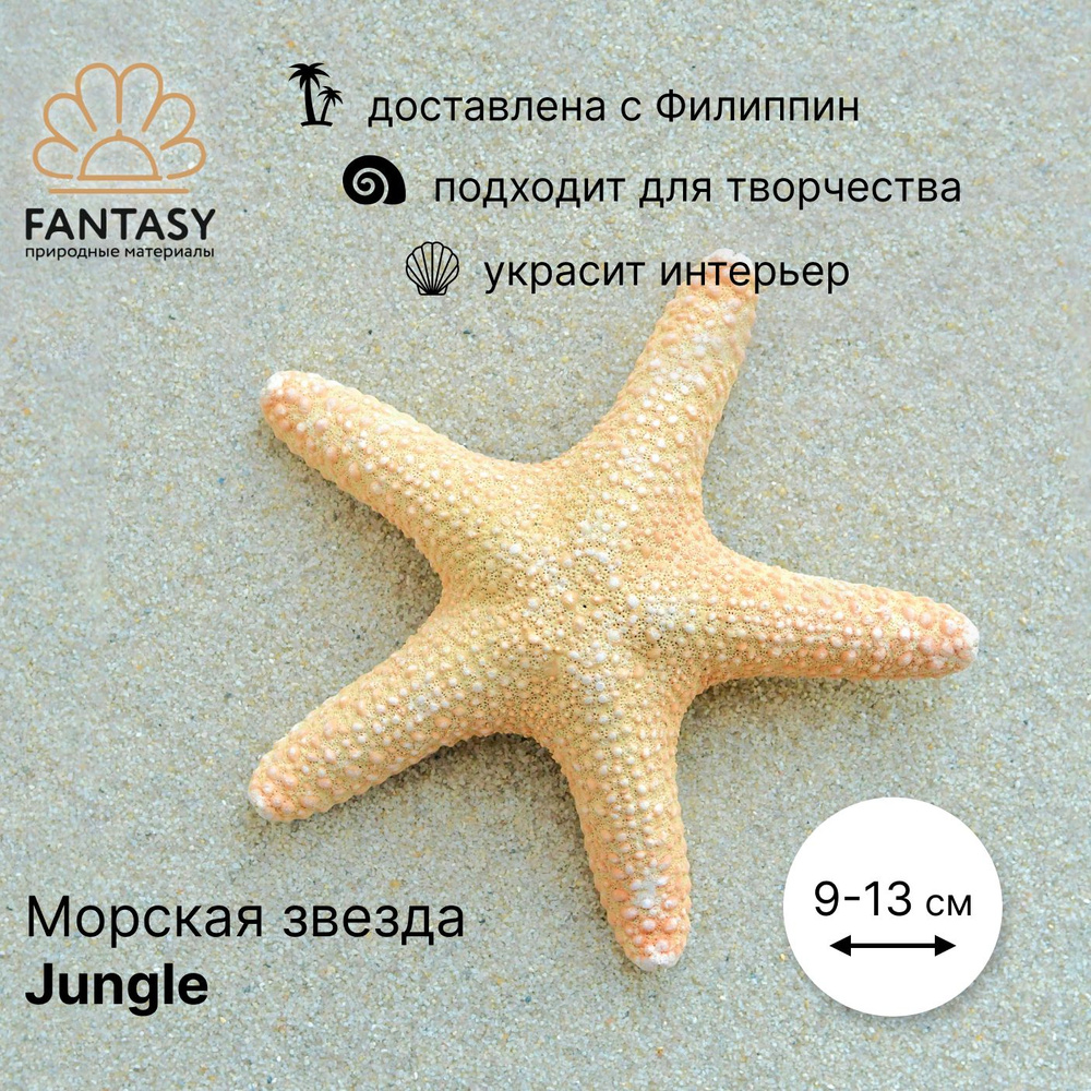 Морская звезда натуральная FANTASY Jungle, 9-13 см, 1 шт. #1