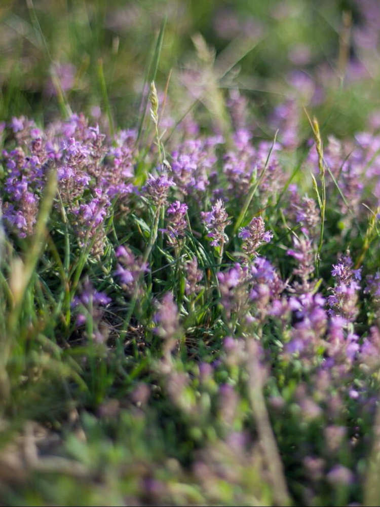 Семена Тимьян обыкновенный (Thymus vulgaris), 40 штук #1