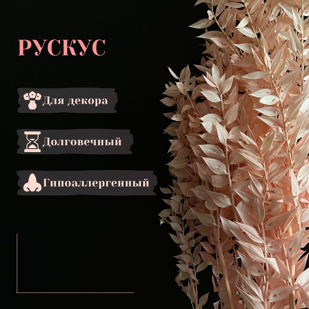 Сухоцветы Рускус, 70 см, 150 гр, 1 шт #1