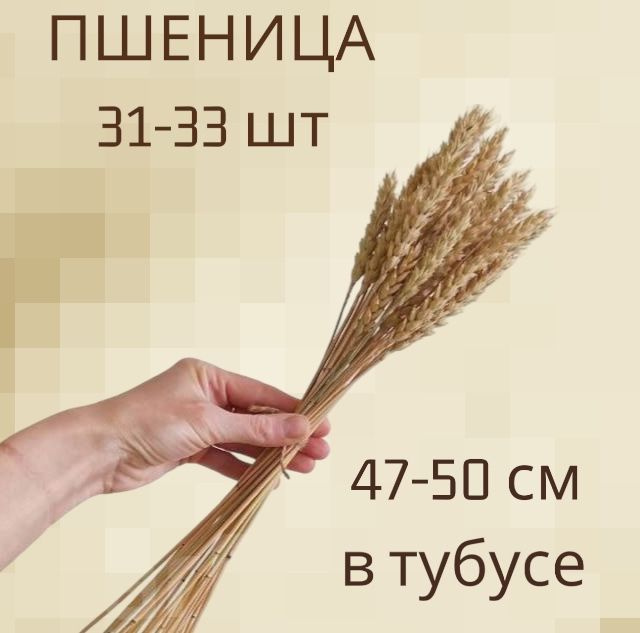 Сухоцветы "Пшеница" в тубусе 31 шт #1
