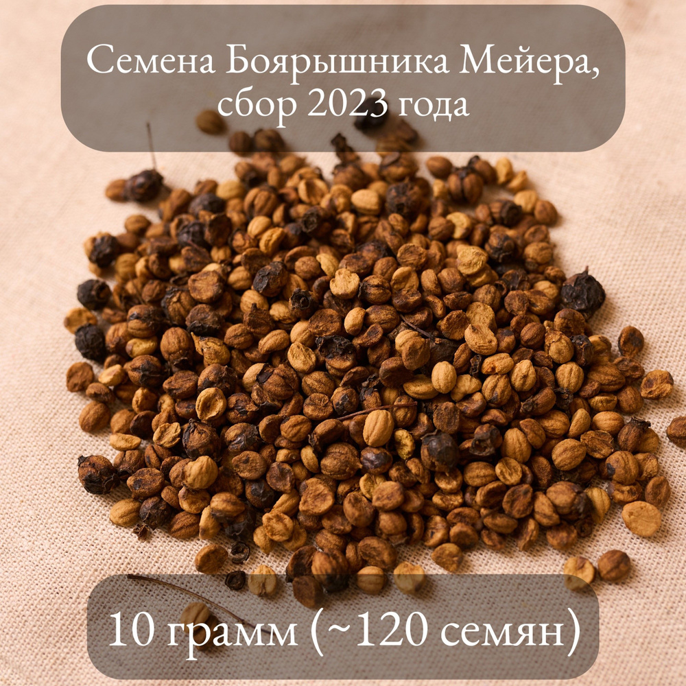 Семена Боярышника Мейера, 10 грамм (примерно 120 шт) #1