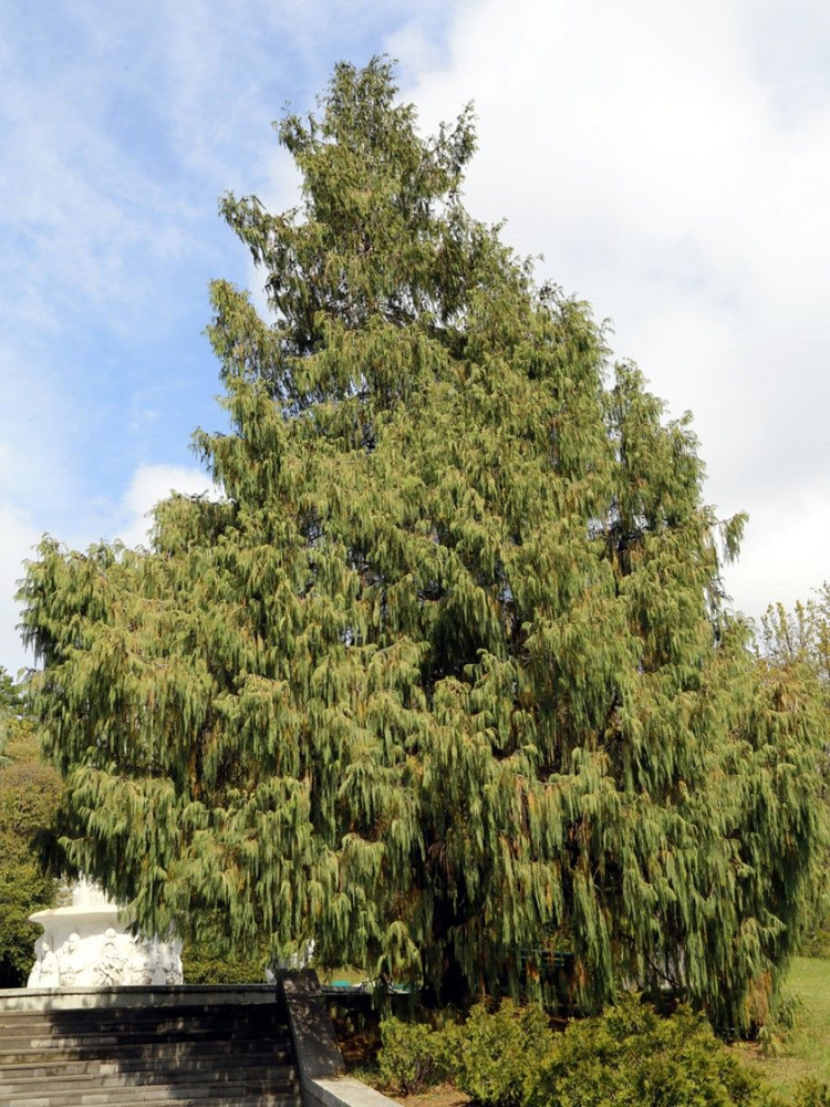 Семена Кипарис Кашмирский (Cupressus cashmeriana), 15 штук #1