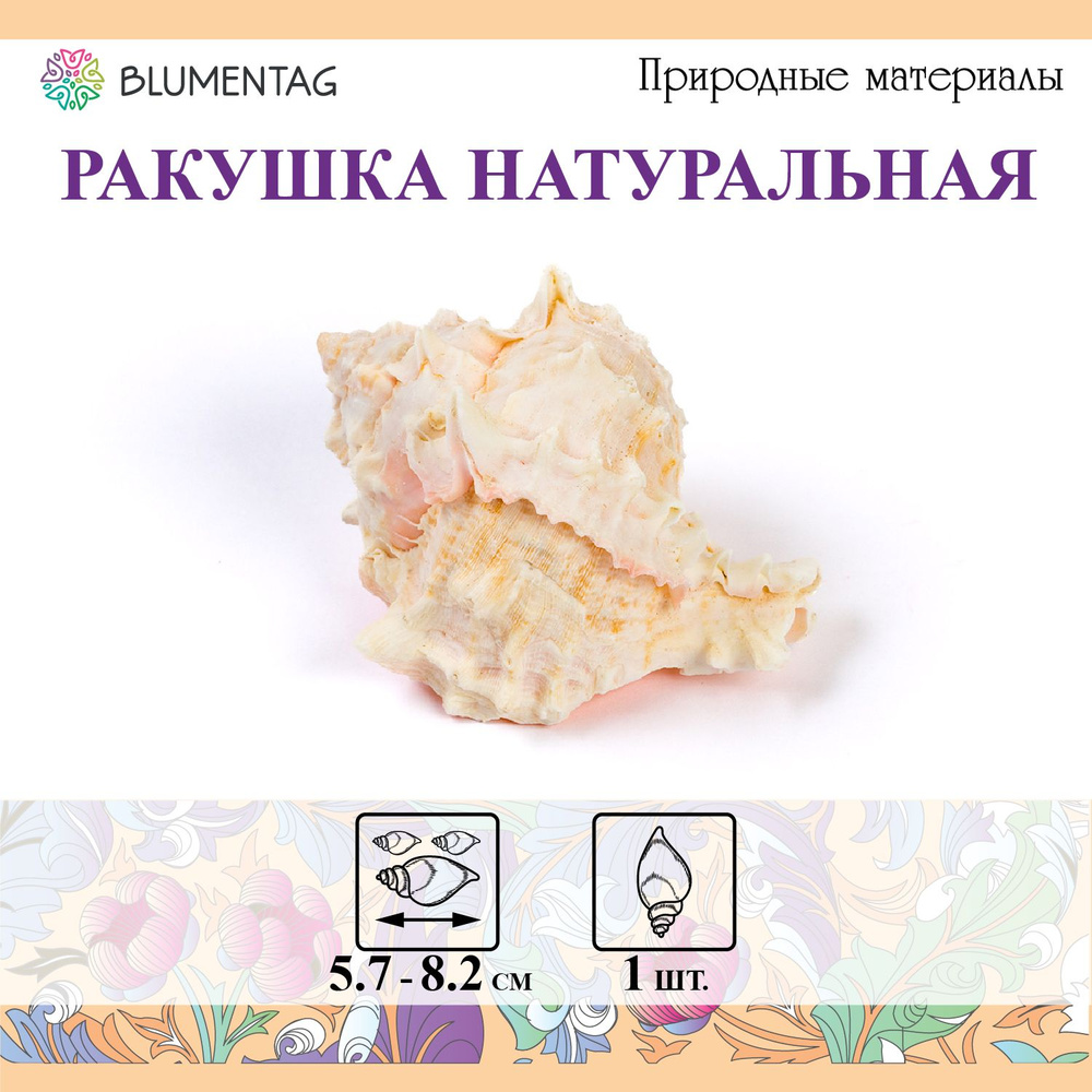 Ракушки морские "Blumentag" DRF-014 Б 1 шт. 8.2 см Pink Murex Asstd #1