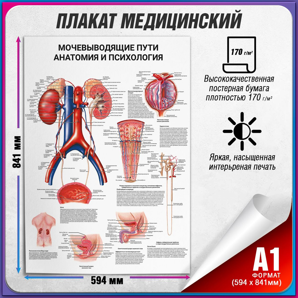 Информационный медицинский плакат "Мочевыводящие пути: анатомия и психология" / А-1 (60x84 см.)  #1