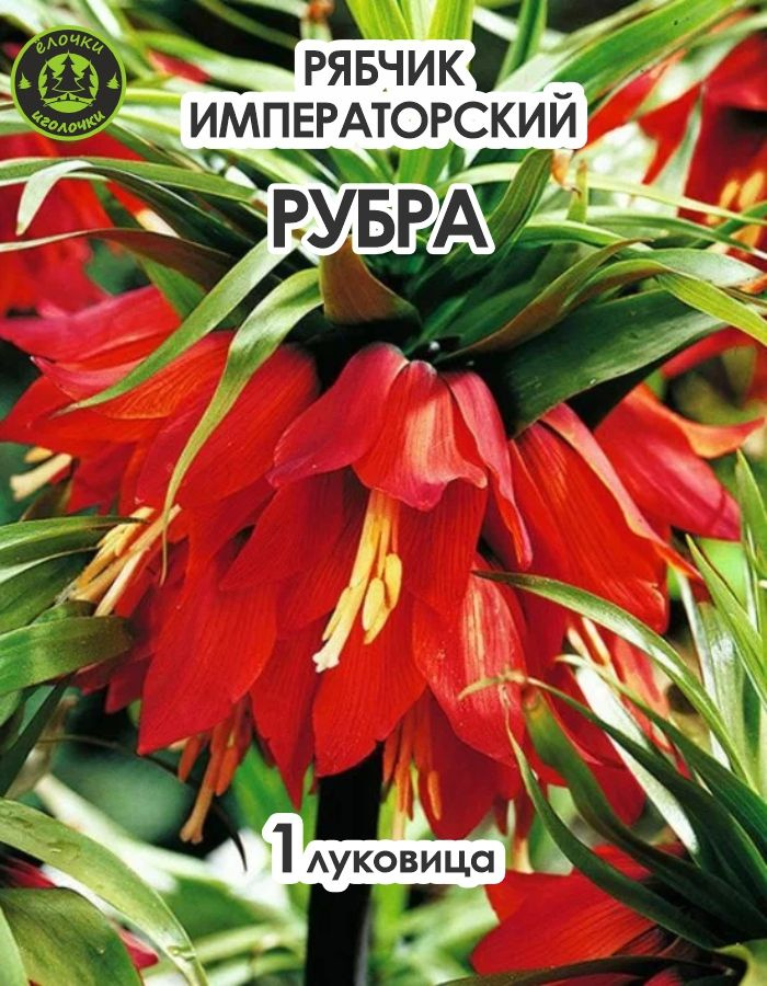 Луковичные цветы Фритиллярия Рубра 1шт #1