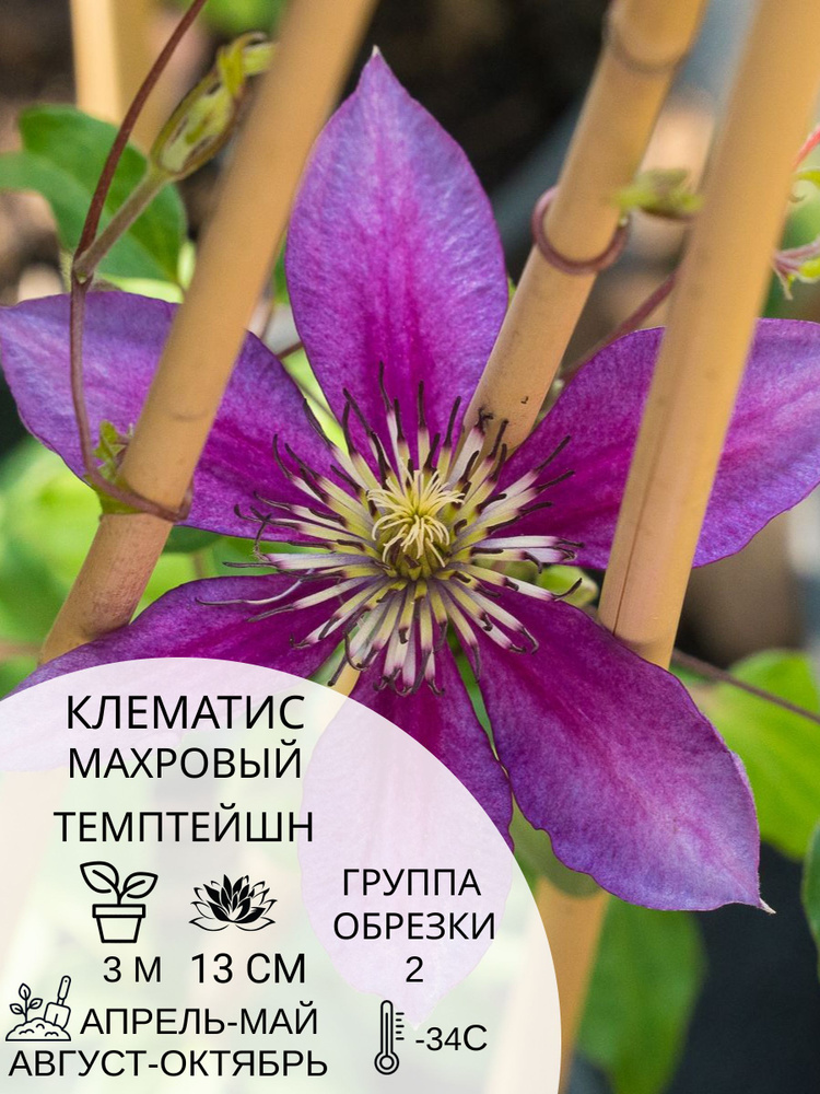 Клематис махровый многолетний Темптейшн, саженцы цветов для интерьера  #1