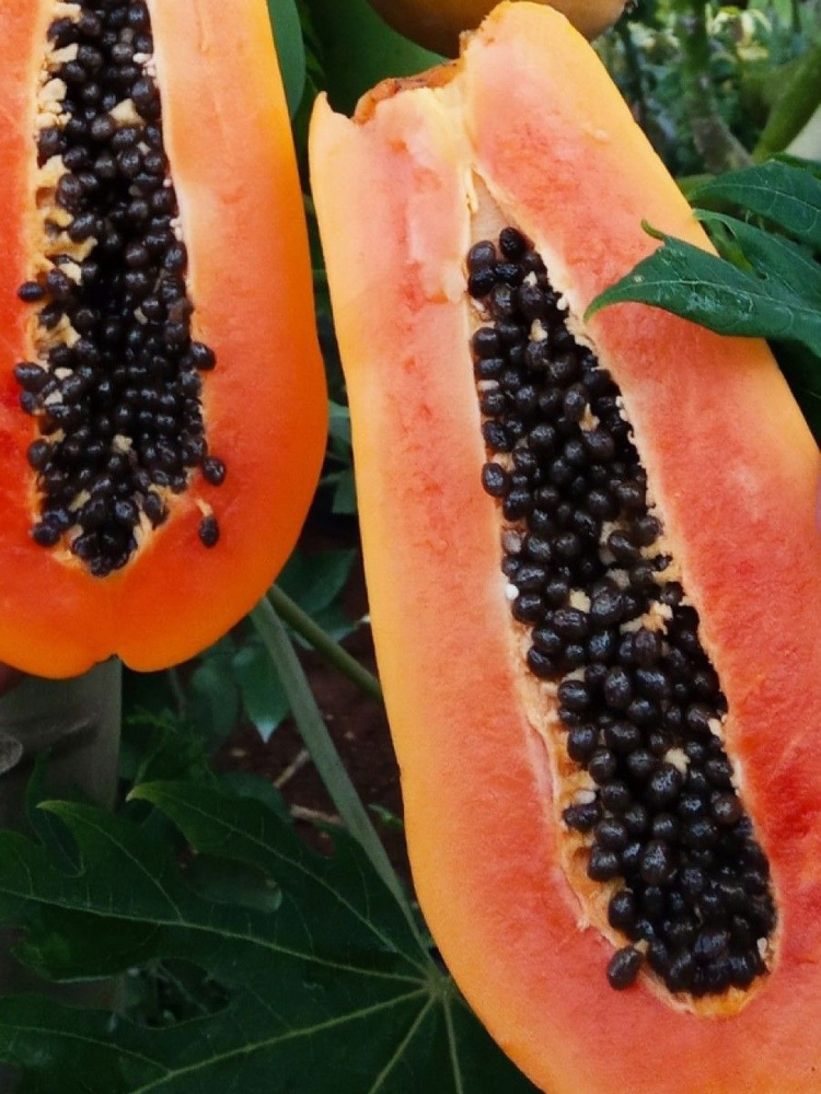 Семена Папайя Holland (Carica papaya), 5 штук #1