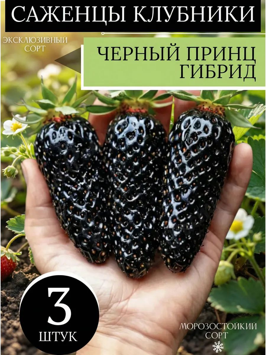 Саженецклубникиморозостойкой