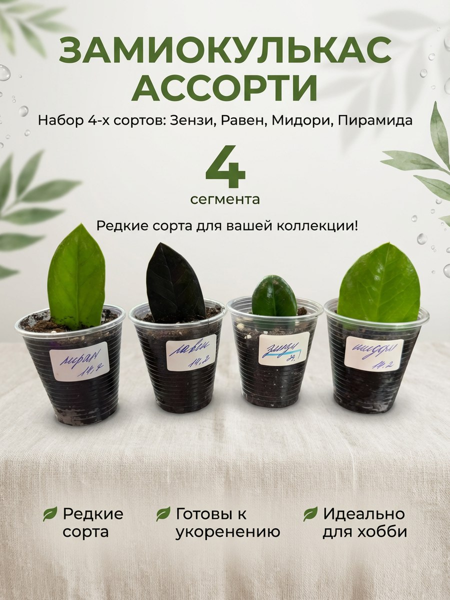 Замиокулькасмидори,зензи,пирамида,равен