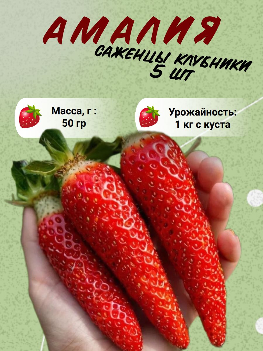 КлубникаАмалиясаженцырассадыкрупноплодной