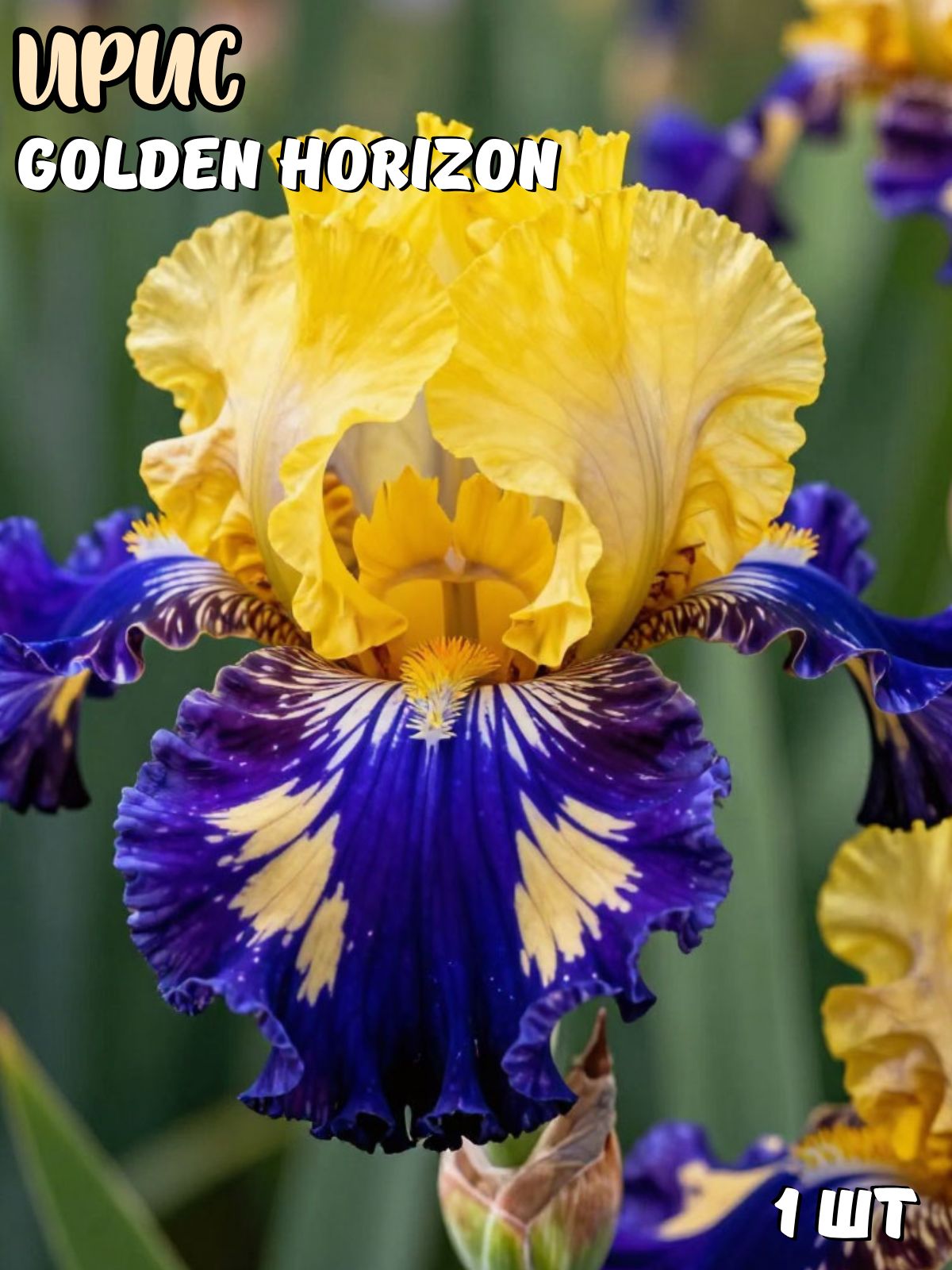 ИрисGoldenHorizon,луковица1шт