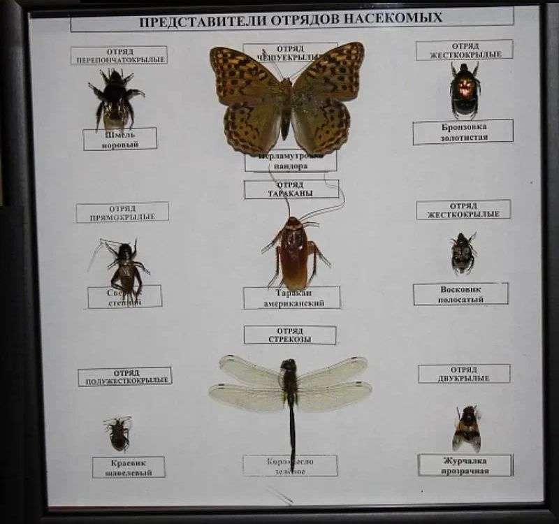 Коллекция Представители отряда насекомых #1
