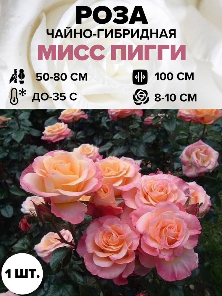 Роза Мисс Пигги саженец 1шт. #1