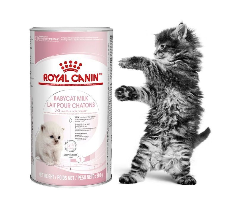 Заменитель молока Royal Canin Babycat Milk для котят, 300 г #1