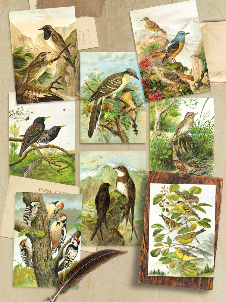 Птицы 2. Набор из 8 почтовых открыток для посткроссинга / Moon Post Station  #1
