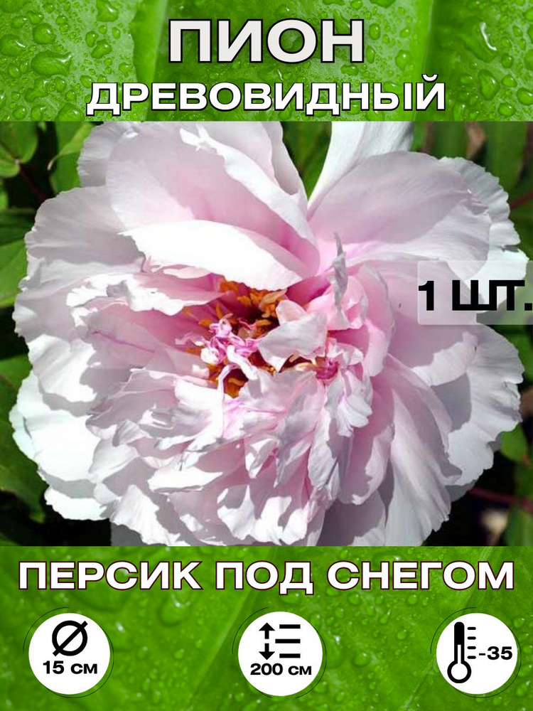 Magic Blooming Garden Семена ,1шт #1