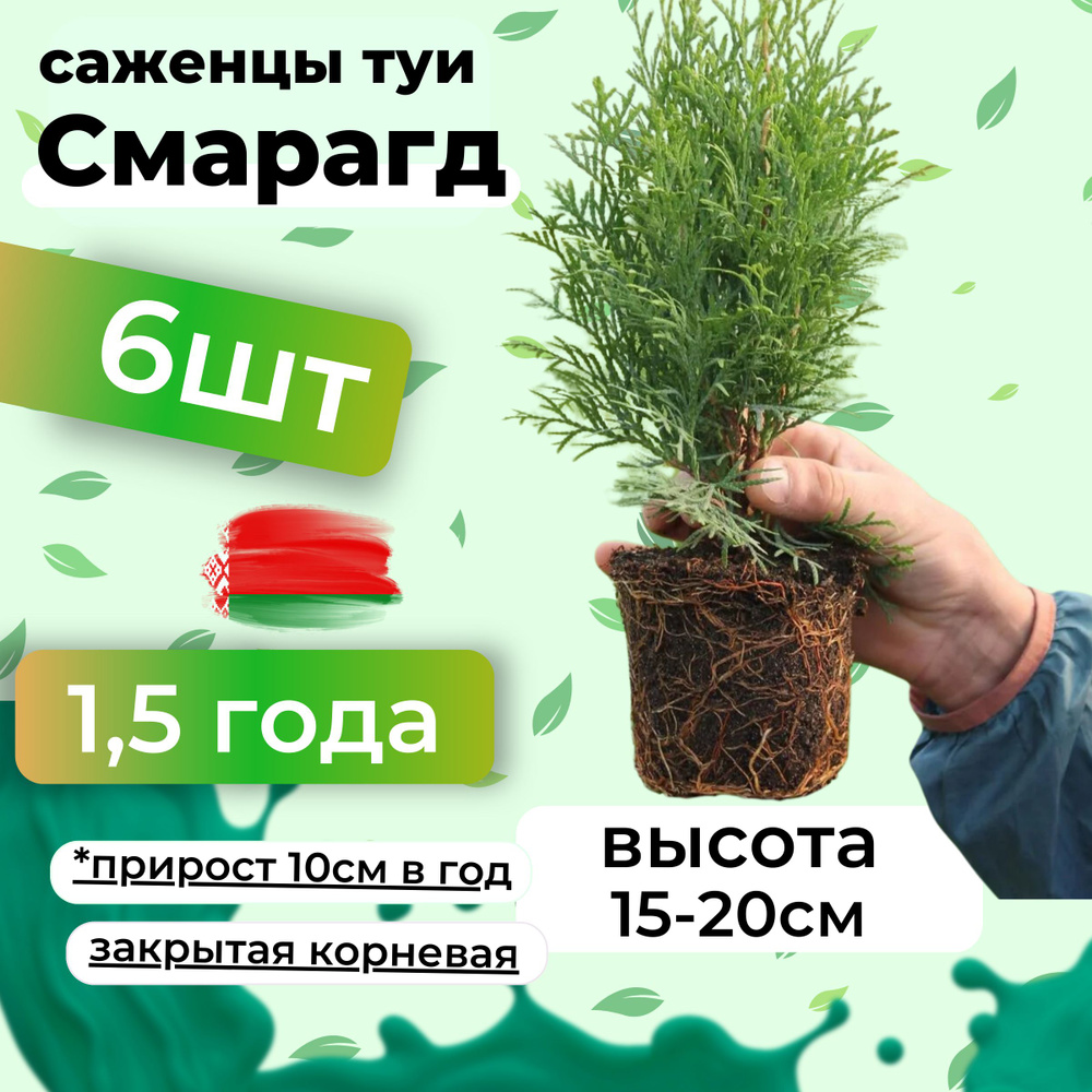 Саженцы туи Смарагд морозостойкие колоновидные 15-20см 6шт  #1