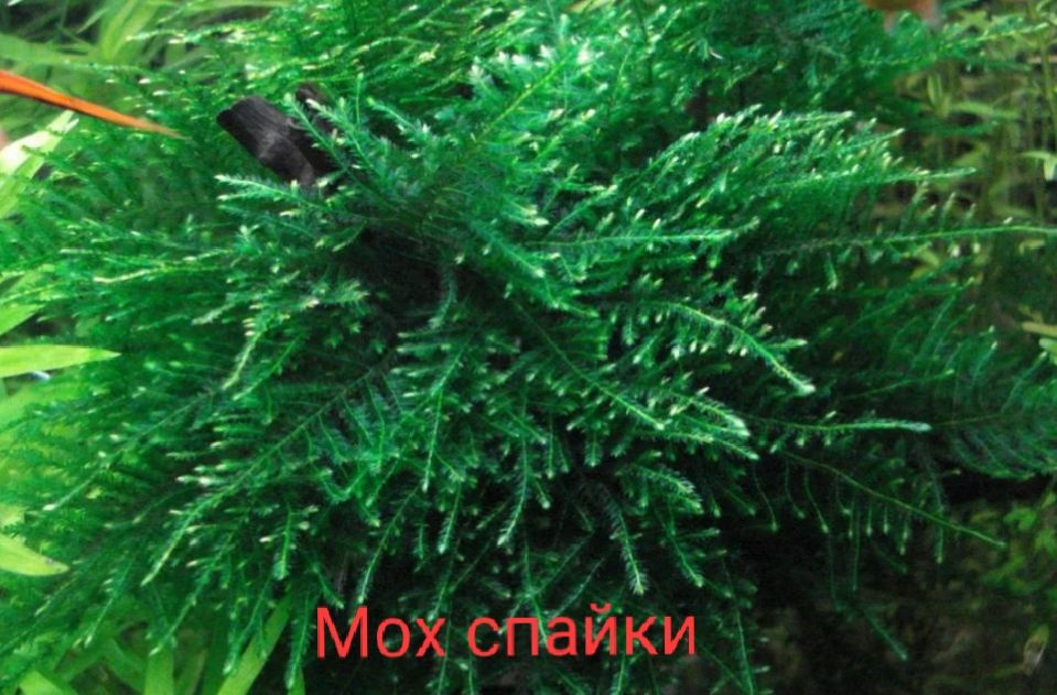 Taxiphyllum sp. "Spiky"Живое растение для аквариума #1