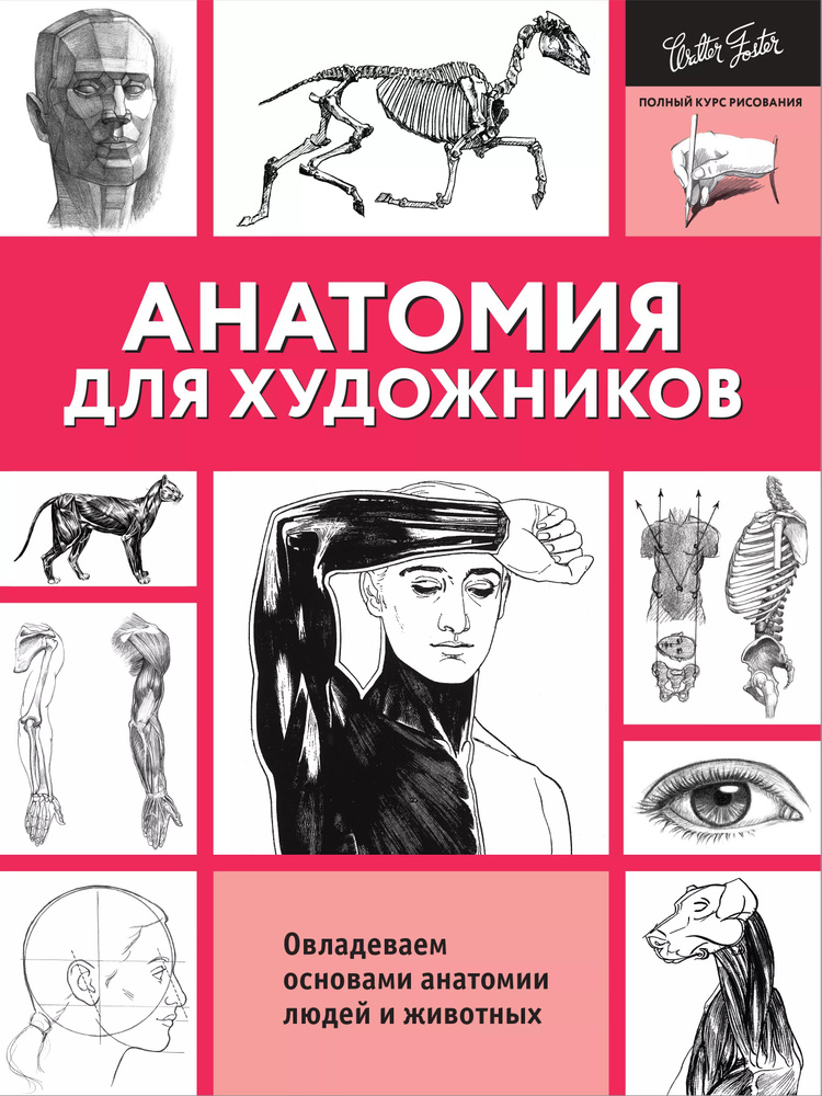 Анатомия для художников #1